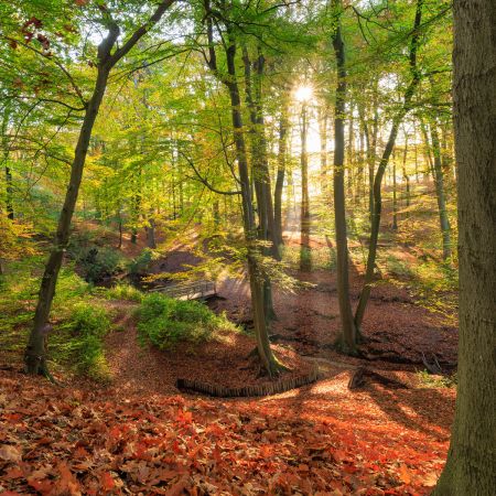 Wandpaneel Sonniger Herbstwald, matt