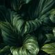 Wandpaneel Calathea XL, grün, matt